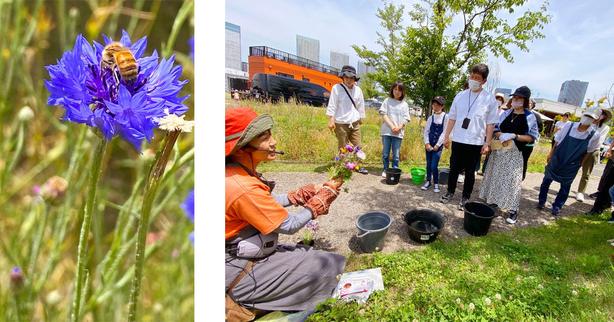 5月の花畑だより写真2