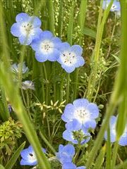 2～5月のお花畑