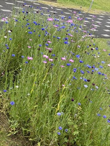 10~5月のお花畑