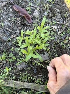 10~5月のお花畑