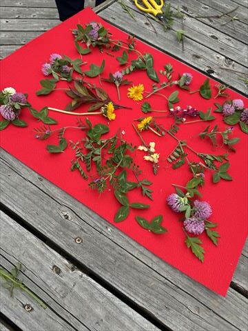 6~9月のお花畑