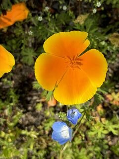 10~5月のお花畑