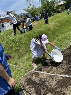 6月のお花畑