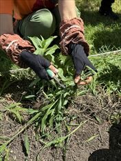 7月のお花畑