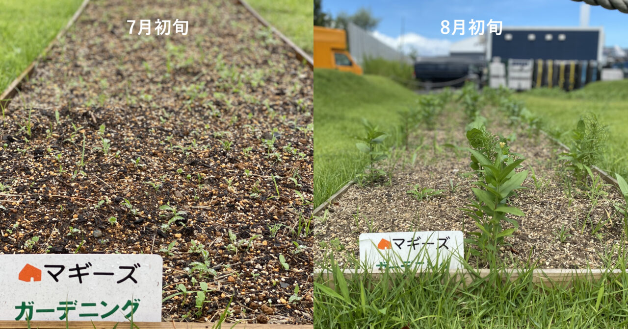 「花畑だより」最近の花畑＆7月の花畑活動ご報告