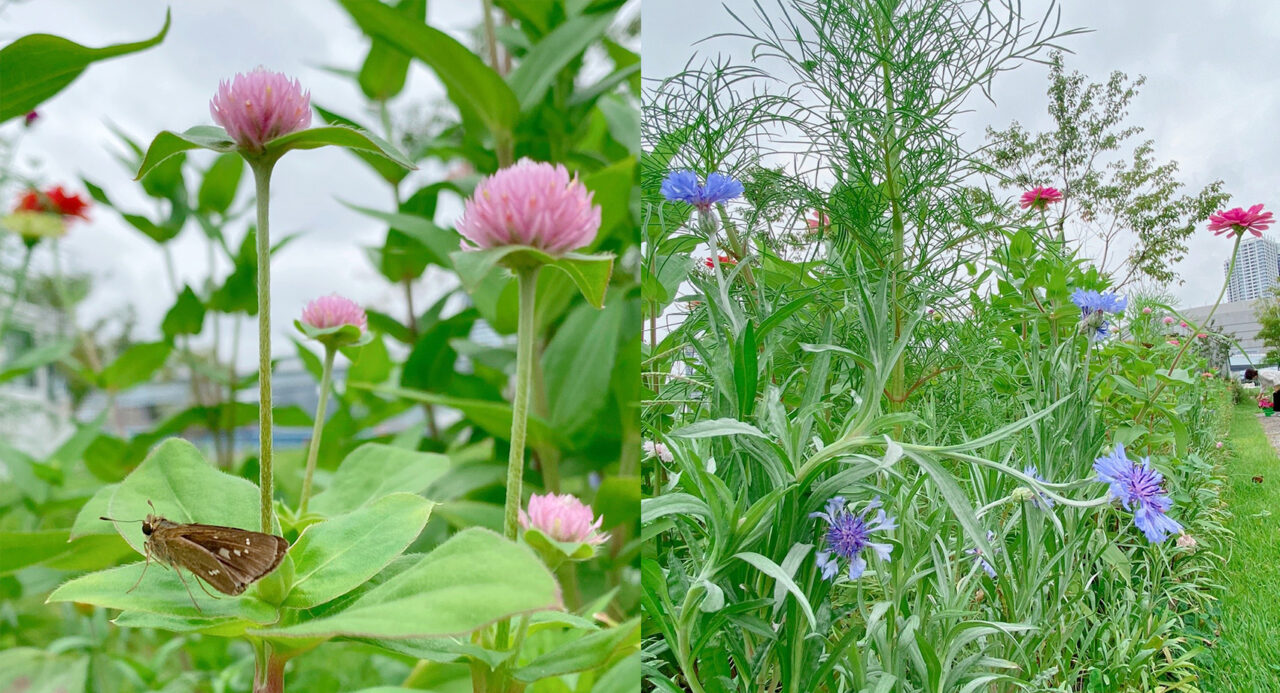 「花畑だより」花畑活動のご報告