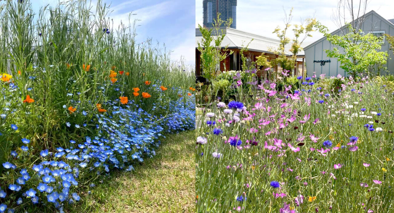 「花畑だより」春に向けての花畑活動のお誘い