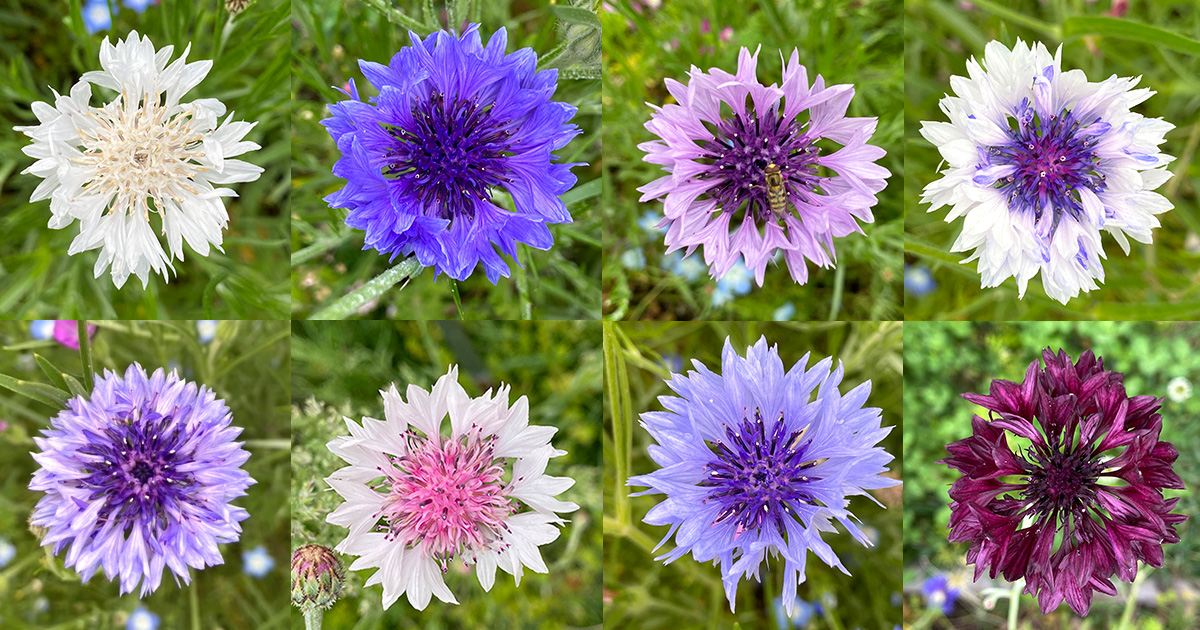 「花畑だより」4月の花畑活動ご報告