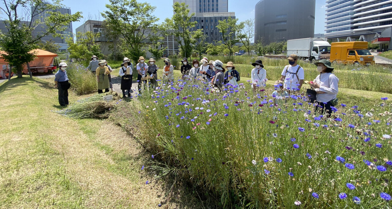 「花畑だより」5月の花畑活動ご報告