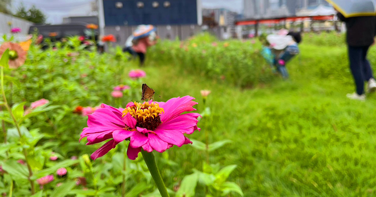 「花畑だより」2023年9月のご報告