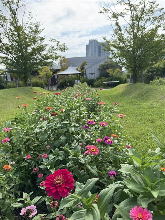 「花畑だより」2025年8月のご報告　過酷な状況の中、美しく咲く花々に力を得て